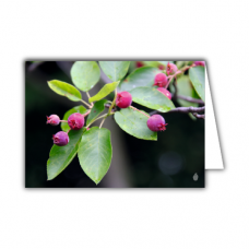 Greeting card | Red fruits